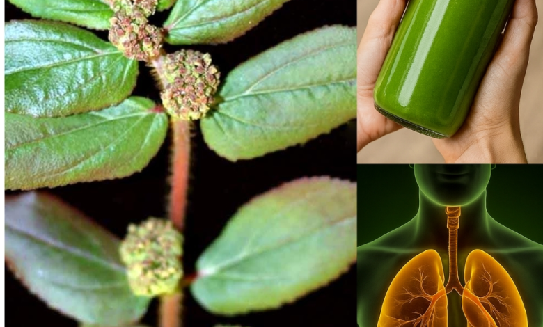 Euphorbia Hirta (Asthma-plant): Traditional Uses and Applications