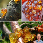 Unlock the Ancient Secret of Peach Tree Resin: 15 Life-Changing Benefits You’ll Wish You Knew Sooner