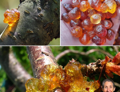 Unlock the Ancient Secret of Peach Tree Resin: 15 Life-Changing Benefits You’ll Wish You Knew Sooner