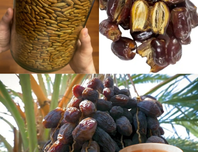 Don’t Throw Away Date Seeds – Here’s Why They’re So Powerful Don’t Throw Away Date Seeds – Here’s Why They’re So Powerful