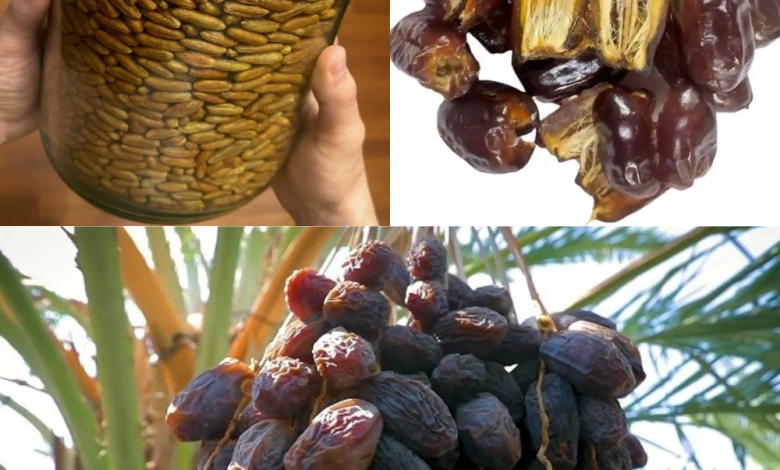 Don’t Throw Away Date Seeds – Here’s Why They’re So Powerful